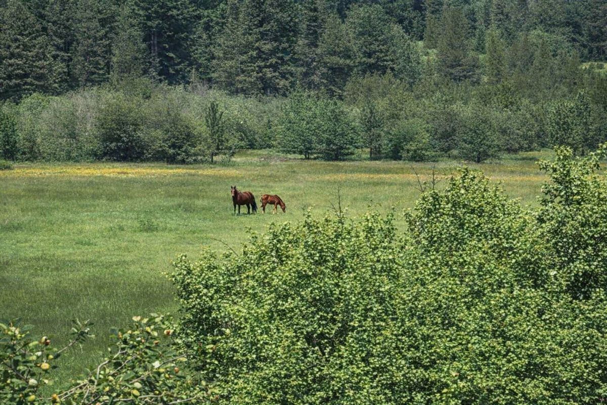 Horses grazing on Benewah Creek Road